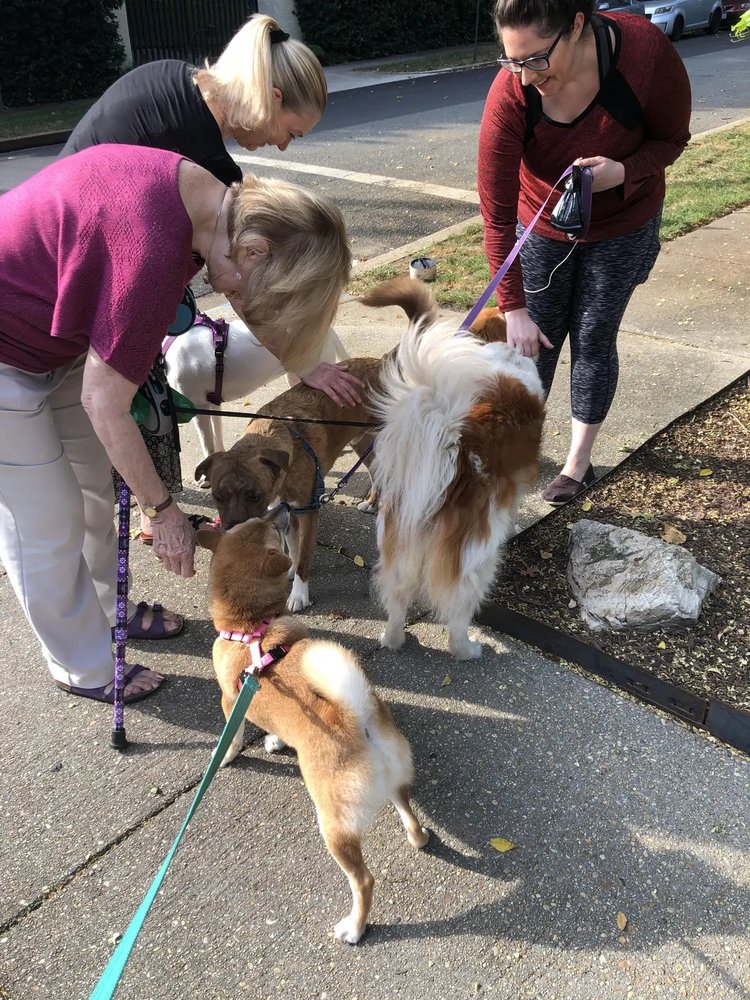 Dogs socializing
