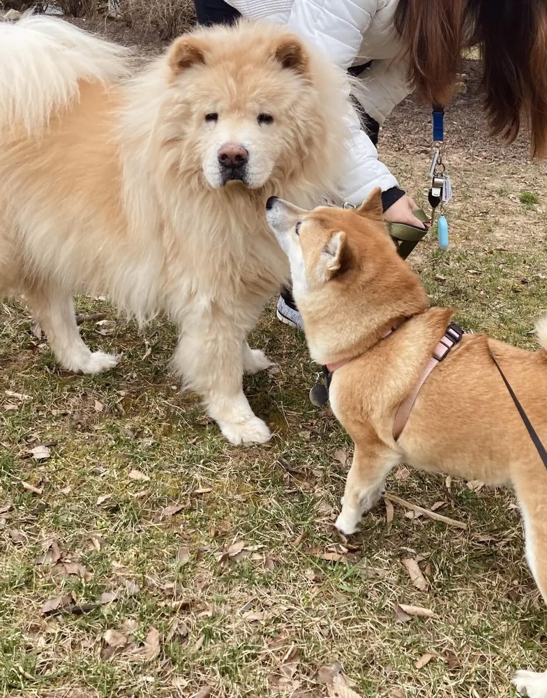 Dog in park