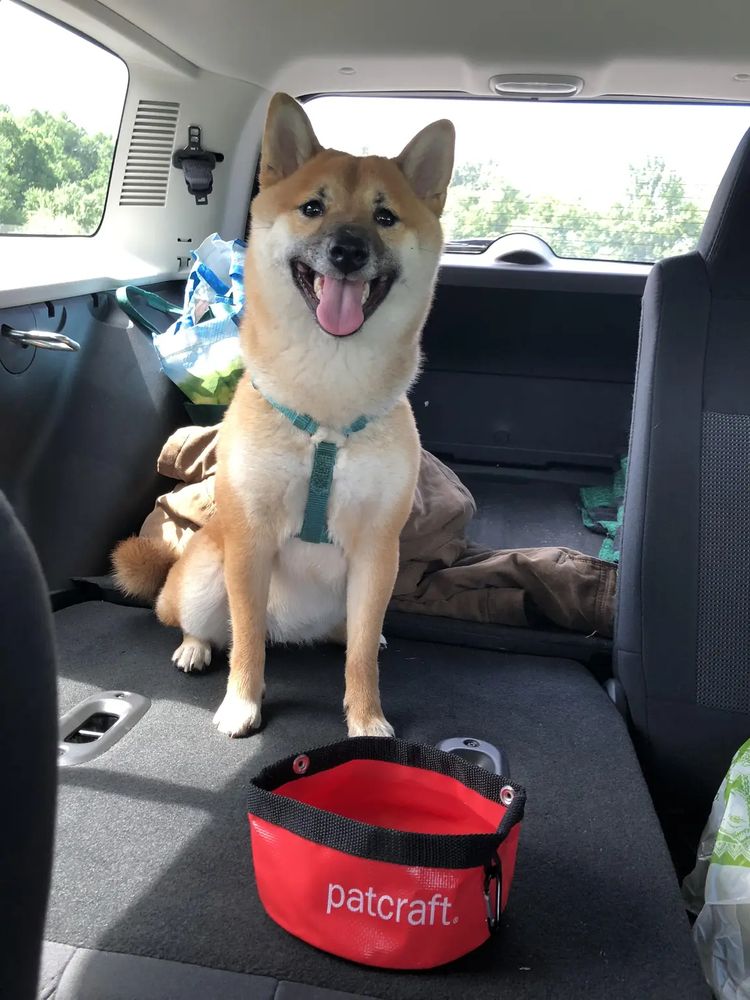 Happy Shiba Inu